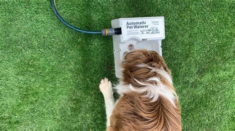 Automatic Dog Waterer Large Range Of Waterers Available