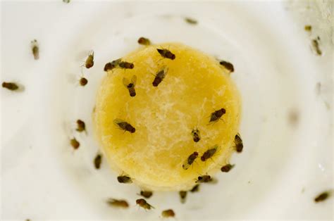 Baby Fruit Gnats Hot Sex Picture