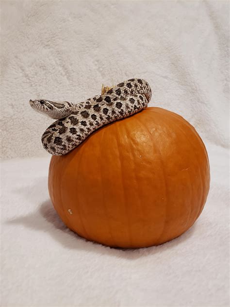 Truffle Picked His Pumpkin And Is Ready For Halloween Rsnakes