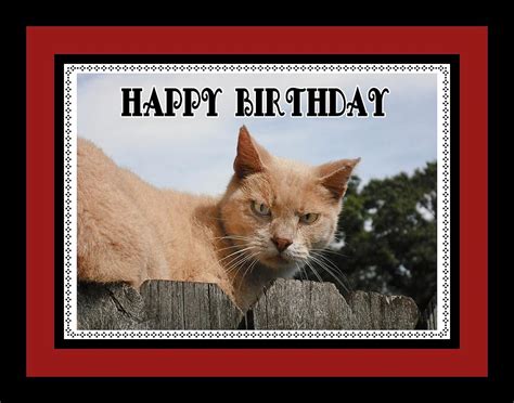 Cranky Cat Birthday Card Photograph By Elaine Ferrell