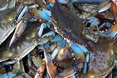 Maryland Blue Crab Pics Now Thats A Maryland Blue Crab Bocatewasuer