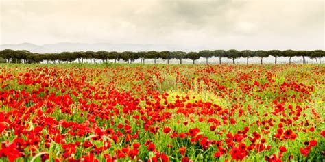 Poppies Field In Italy Tuscany Stock Image Image Of Flora Idyllic