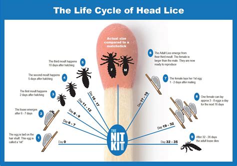 Stages Of Head Lice