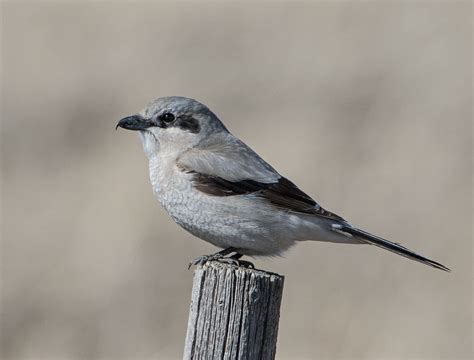 Alberta Birds Archives Birds Calgary