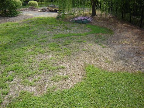 Does Your Centipedegrass Have Large Patch Disease North Carolina