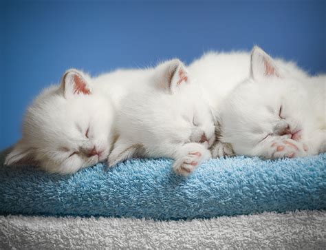Kittens Kitten Cat Cats Baby Cute S Wallpaper 3773x2892 708192