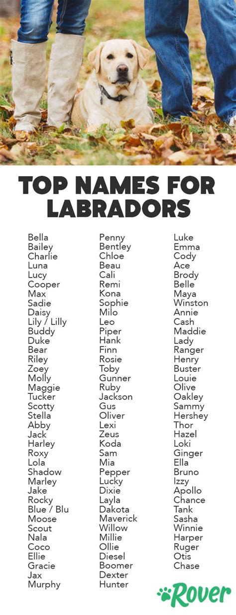 300 Most Popular Labrador Retriever Names Dog Names Cute Names For