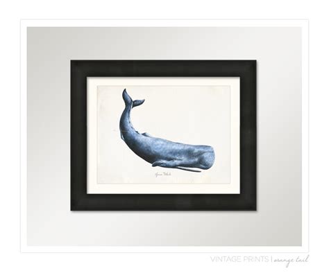 Vintage Sperm Whale Print X P Etsy