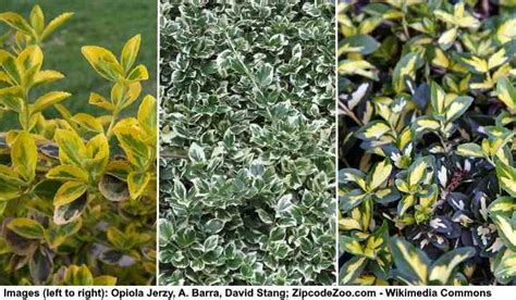 40 Small Or Dwarf Evergreen Shrubs With Pictures And Names