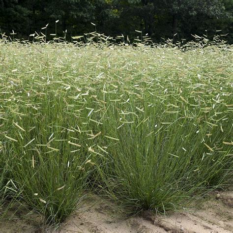 He is only able to eat small fish, and he is very picky about how much he is willing to eat. Blue Grama Grass, Blonde Ambition - TheTreeFarm.com