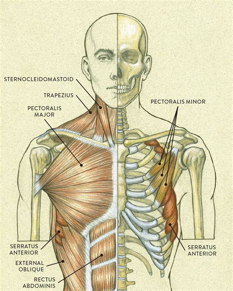 Neck Muscle Diagram Labeled Human Muscles Of The Neck Poster