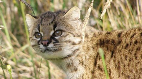 El Felino Más Pequeño De América Vive En Chile Pero Está En Serio