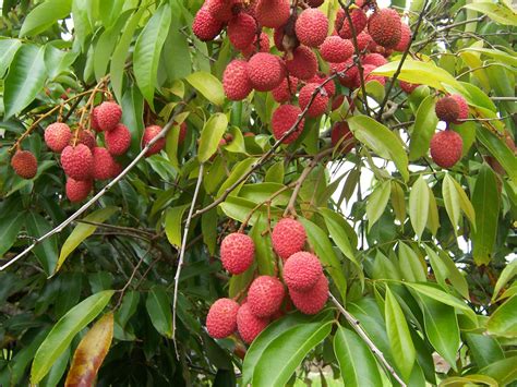 It is a beautiful tree that can also be grown for ornamental purposes in your the lychee tree is believed to have originated from china but now this tree is cultivated all over the world. Lychee - Wikiwand