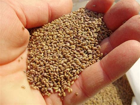 Alfalfa Seeds Manufacturer In Delhi India By Azure International Id