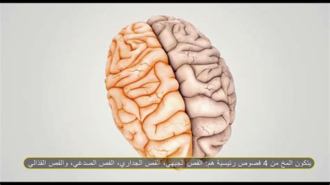 دماغ الإنسان youtube