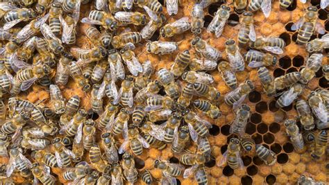 A Third Of The Nations Honeybee Colonies Died Last Year Why You