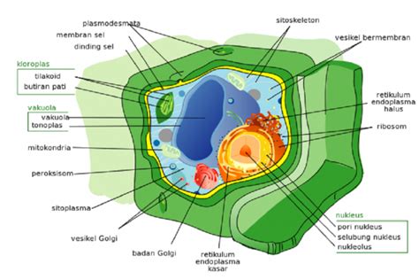 Fungsi Badan Golgi Lengkap Dengan Struktur Dan Proses Pembentukannya