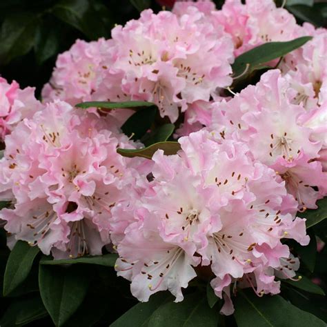 Pink Rhododendrons — Sunnyside Nursery