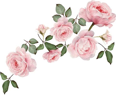 Naklejka na ścianę róże kwiaty liście piwonie akwa 7816149657 - Allegro.pl