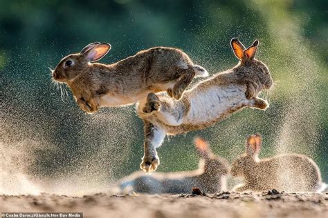Do Rabbits Fight Each Other Understanding Rabbit Behavior