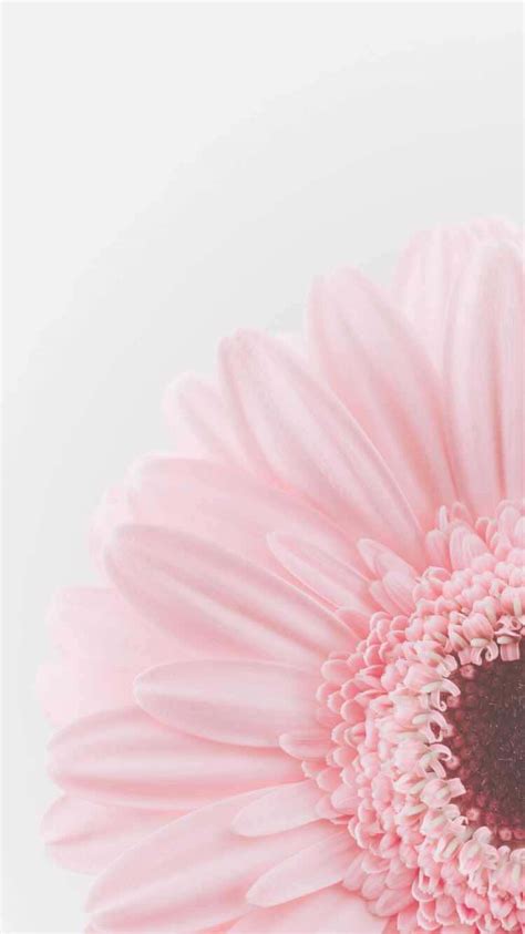 Download Pink Flower Phone Wallpaper