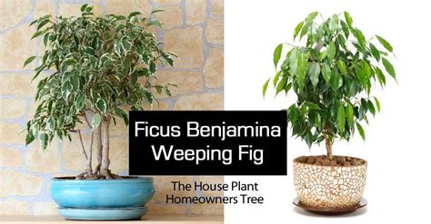 Ficus Benjamina Tree Weeping Fig