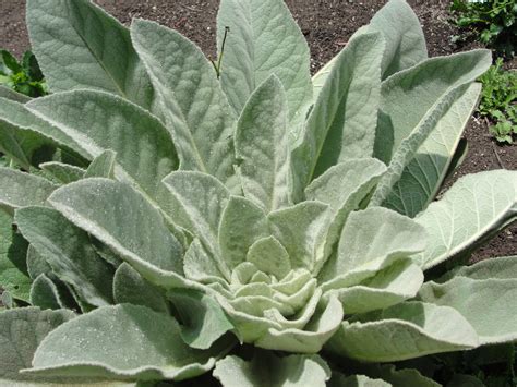Cabbage looking Plant | Plant leaves, Succulents, Plants