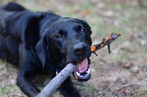 Sticks Yes Sticks Pose A Very Real Danger To Your Dog