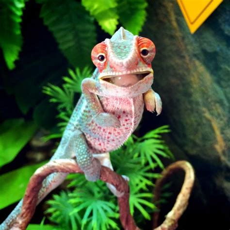 115 Chameleon Babies That Will Make You Fall In Love With Lizards
