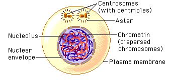 Stages of mitosis : simplebooklet.com