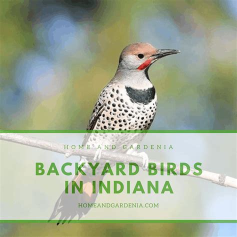 40 Beautiful Backyard Birds In Indiana With Pictures Home And Gardenia