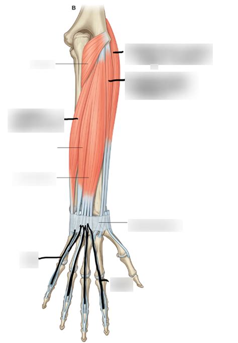 Muscles Of The Superficial Layer Of The Posterior Forearm Diagram Quizlet
