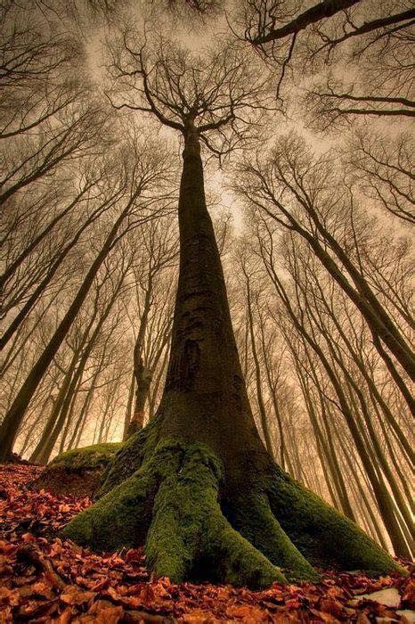 Pin By Tom Gronwall On Trees Beautiful Nature Nature Photography Nature