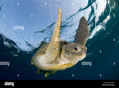Green Sea Turtle Chelonia Mydas Swimming In Shallows After Breathing