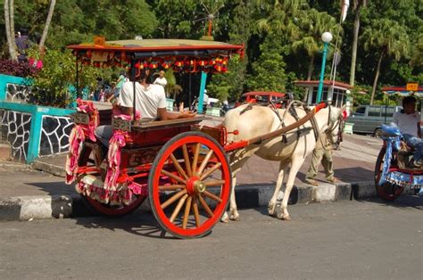 Kuda mengawan dengan lembu : Gambar Alat Transportasi Tradisional ® Raja Jempol Blog