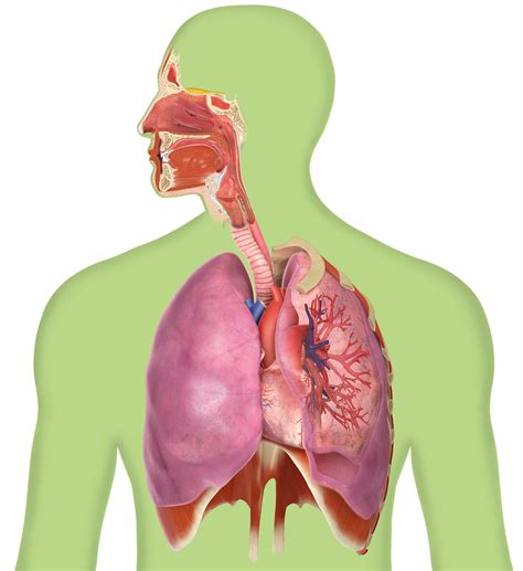 Anatomy Respiratory System Lungs