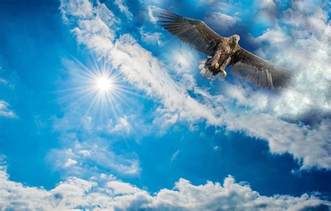 Обои небо солнце облака рендеринг птица орел размах крыльев