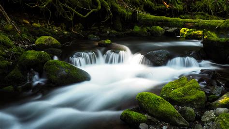 Primeval Forest Moss River Stream Stones 4k Photo Preview
