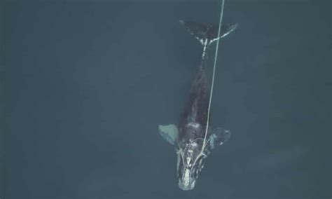Entangled Whale Cannot Be Freed With Newborn Calf Close By Ocean