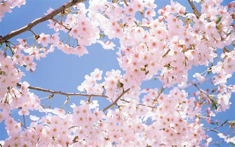 Cherry Blossom Desktop Wallpaper ·① Wallpapertag