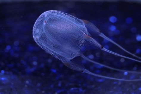 Box Jellyfish Chironex Fleckeri A Cnidarian Invertebrate