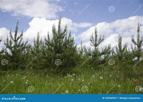 Young Trees Small Pines In The Field Stock Image Image Of Greens