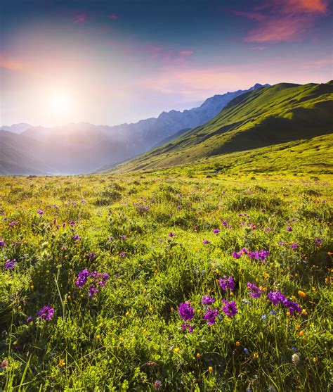 Blooming Pink Flowers In The Caucasian Mountains In Summer Sunrise