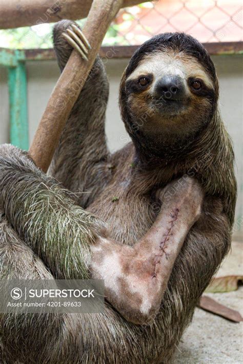 Brown Throated Three Toed Sloth Bradypus Variegatus Young Male With