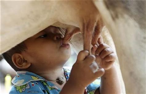 柬埔寨小男孩每天吮吸母牛乳头 图 新浪教育 新浪网