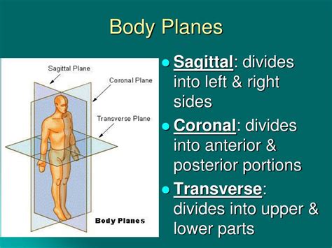 Ppt Orientation To The Human Body Chapter 1 Powerpoint Presentation