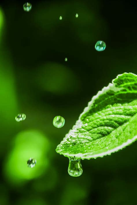 Water Drop Leaf Dew Leaf With Dew Leaf With Drop Dripping Water