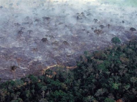 destrucción de la naturaleza amenaza la humanidad al menos tanto como el cambio climático