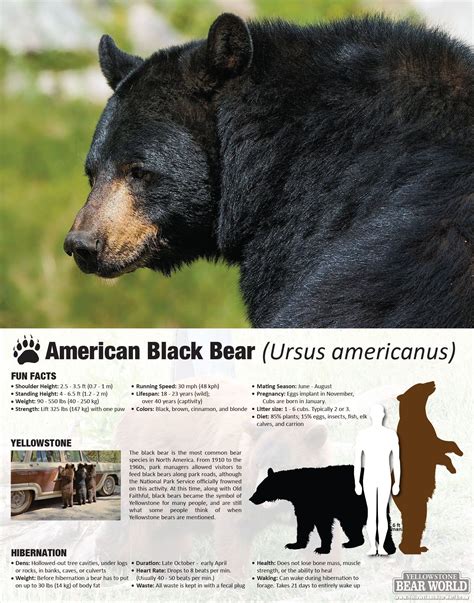 Black Bear Facts And Pictures Peepsburghcom