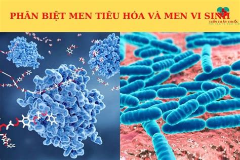 Men Tiêu Hóa Có Tác Dụng Gì Men Tiêu Hóa Của Nhật Có Tốt Không Amano Nhật Bản Men Tiêu Hóa